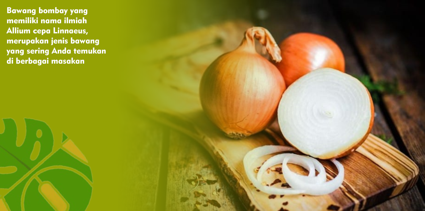 Kandungan Gizi Bawang Bombay Bagus Untuk Pencernaan